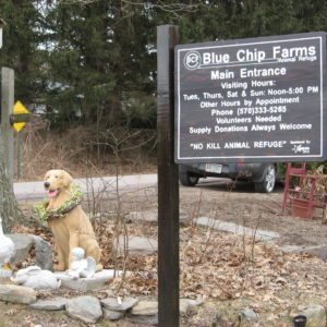 Sundance Vacations’ Employees Volunteer at Blue Chip Animal Farm
