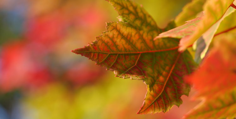 fall-leaves-smoky-mountains-tennessee-fall-sundance-vacations-travel-blog