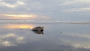 seaturtles-sundance-vacations-destinations-south-padre-island-texas