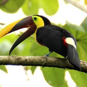 Sundance Vacations Destinations: Things to Do in Costa Rica