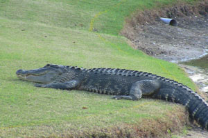 Sundance Vacations Hilton Head Gator of golf course