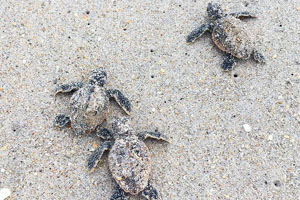 Sundance Vacations Hilton Head Loggerhead hatchlings