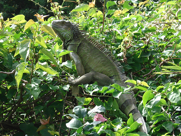 Palm Beach Zoo