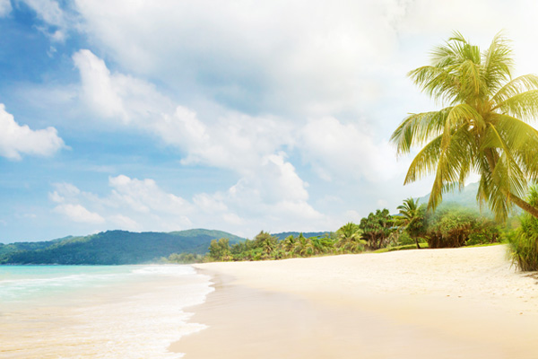 Tropical beach with palms