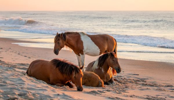 Horses on Assateague Island Beach