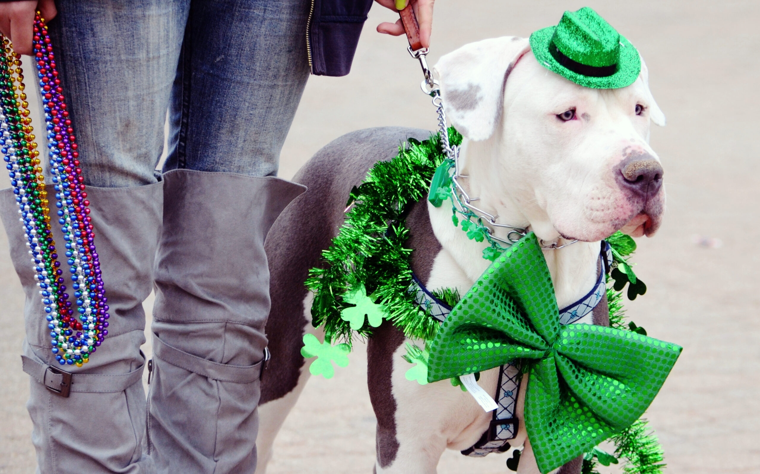 Dog dressed up for St. Patrick's Day parade