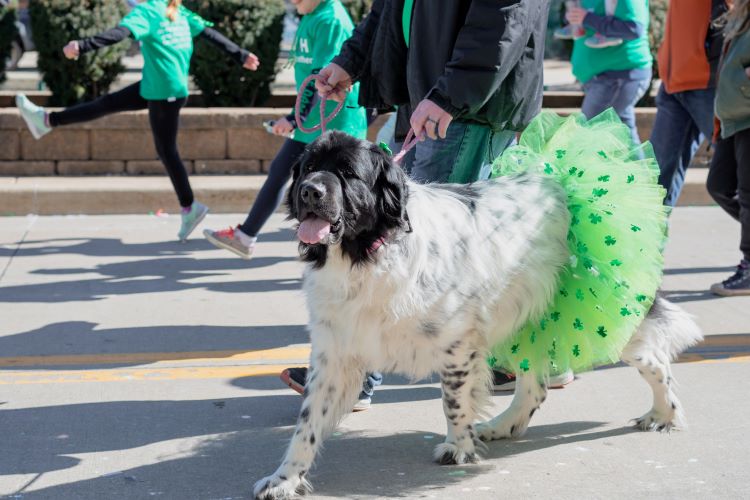 Dog walking in St. Patrick's Day parade