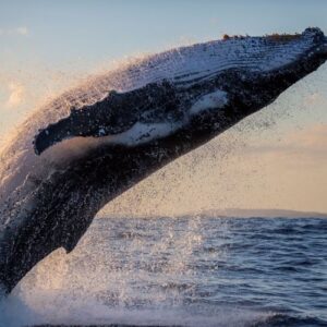 New England and New Jersey Whale Watching