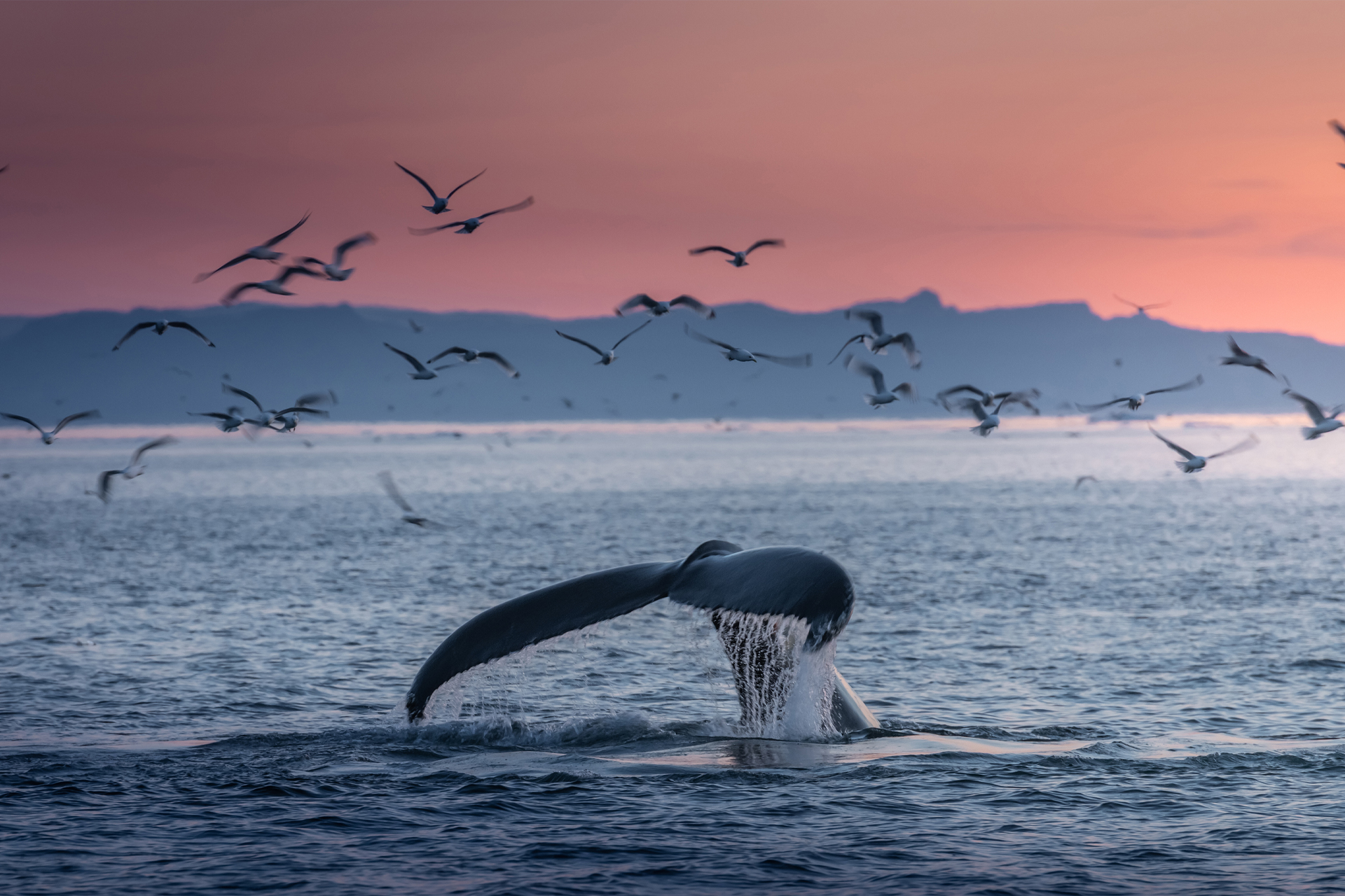Tail of Humpback whale at sunset
