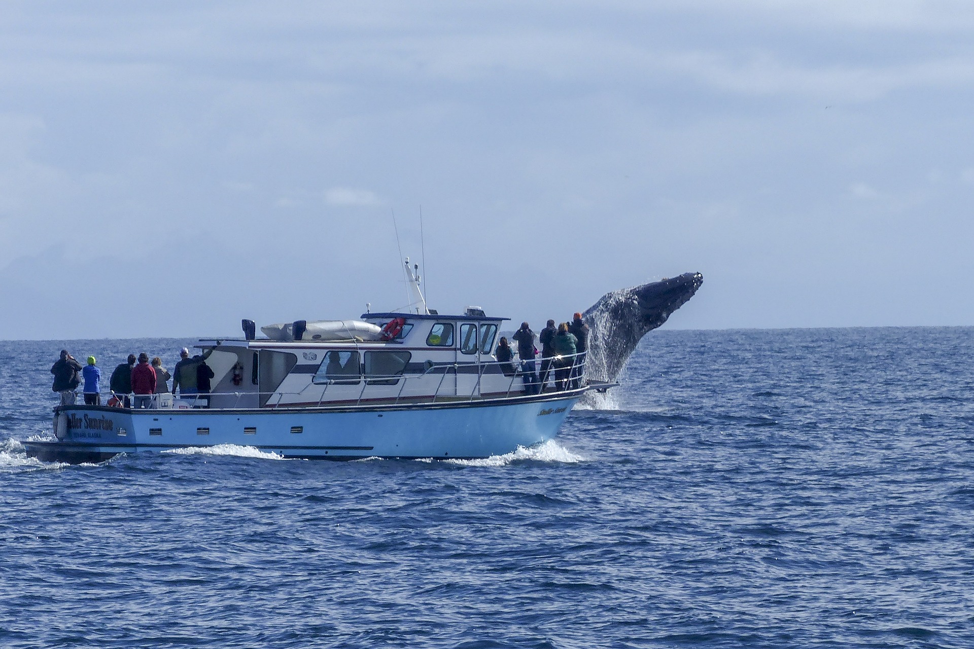 Humpback whale breaching near whale watching boat while viewers watch on