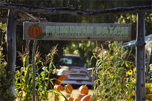 Pumpkin Patch sign
